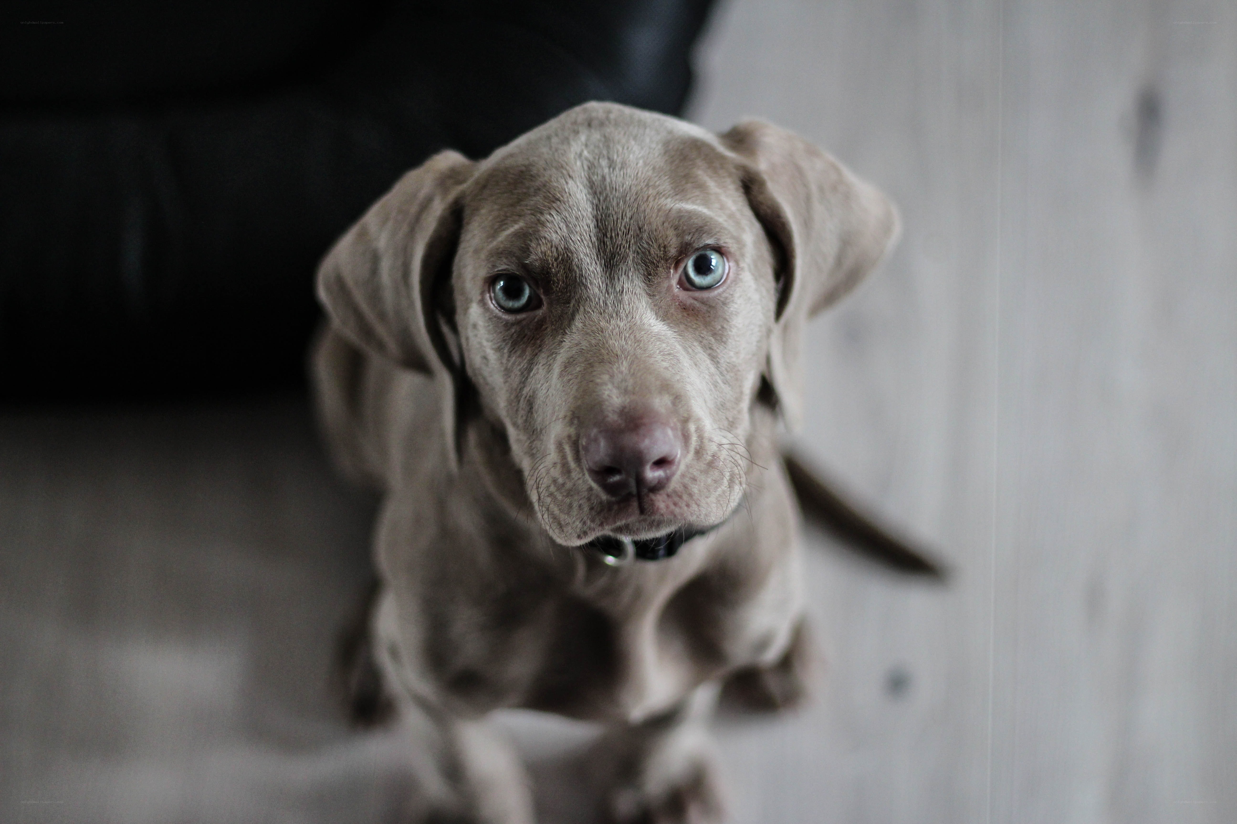 gray puppy with blue eyes