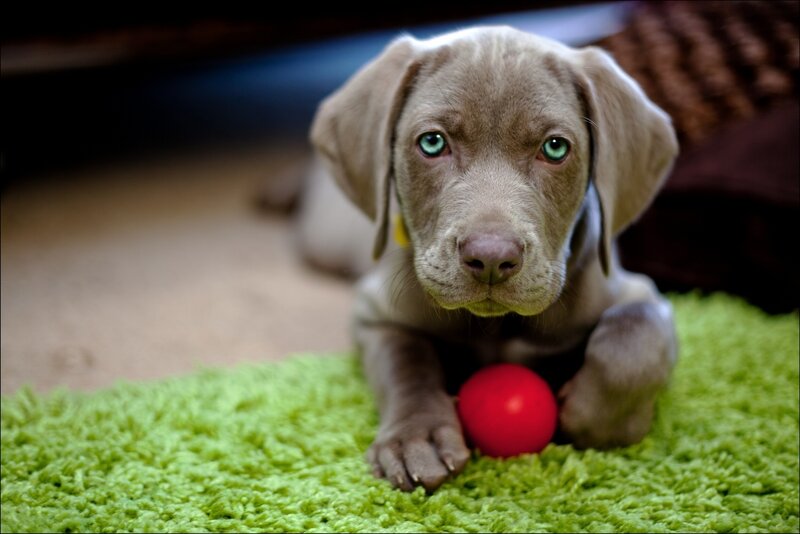 Gray Puppy with Red Ball — Green