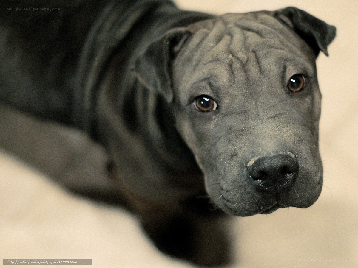 gray puppy with wrinkled face