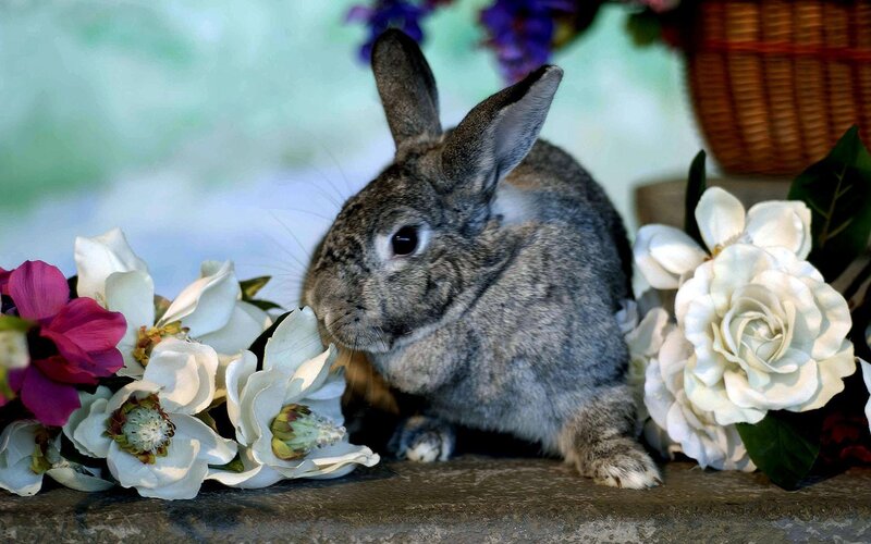 Gray Rabbit Among Flowers