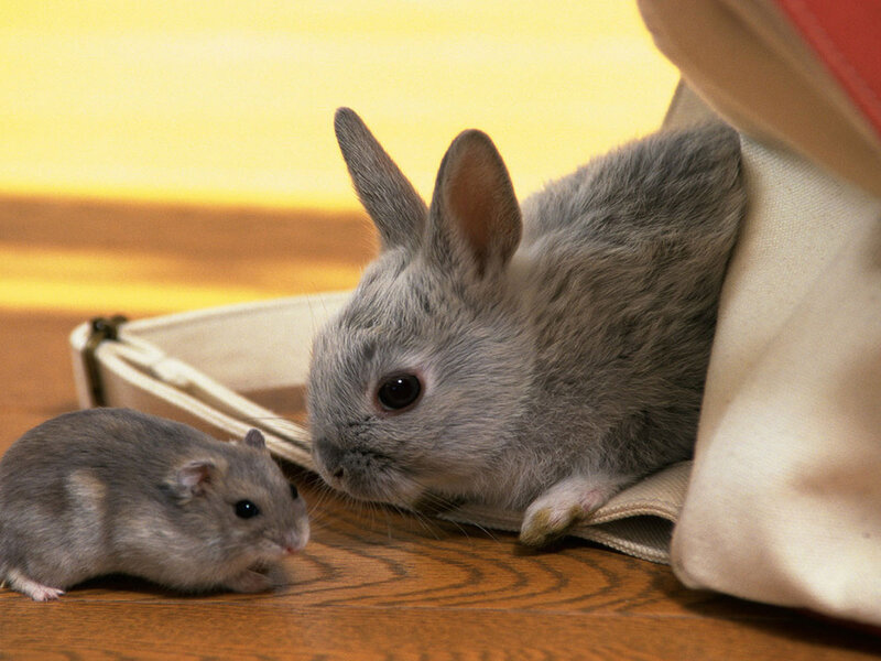 Gray Rabbit and Hamster