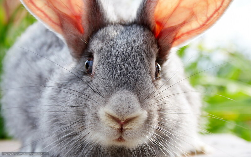 Gray Rabbit Close-up — Calm, Afternoon