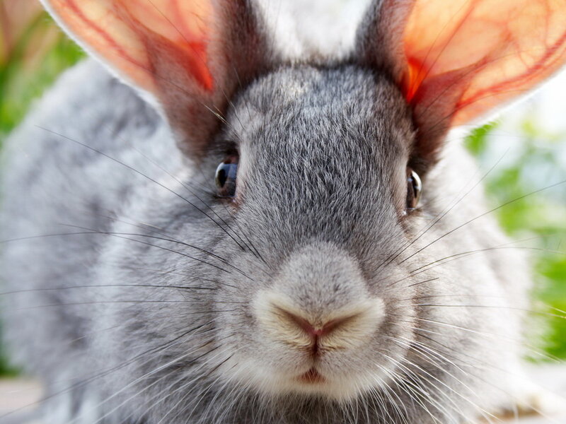 Gray Rabbit Close-up — Calm