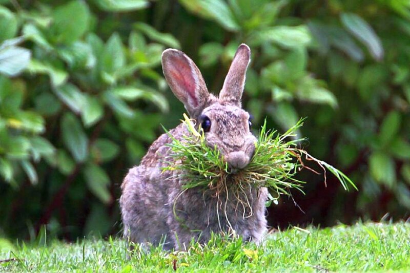 Gray Rabbit Eating Grass