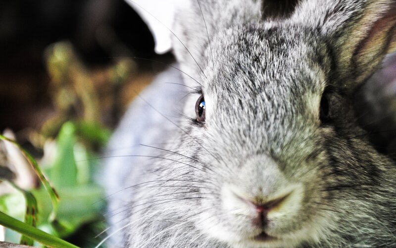 Gray Rabbit Face — Calm