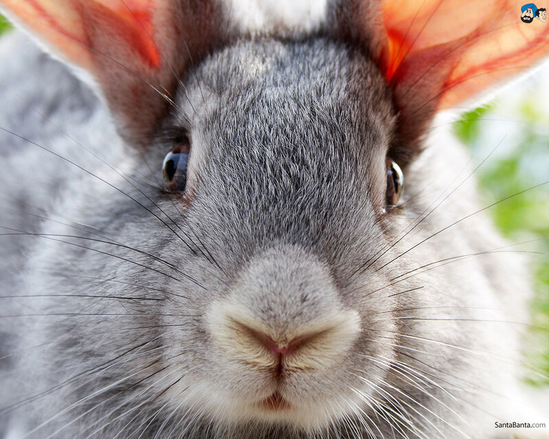 Gray Rabbit Face