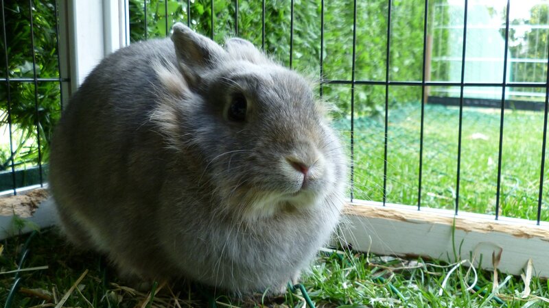 gray rabbit in a cage