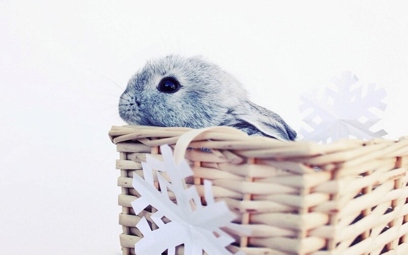 Gray Rabbit in Basket