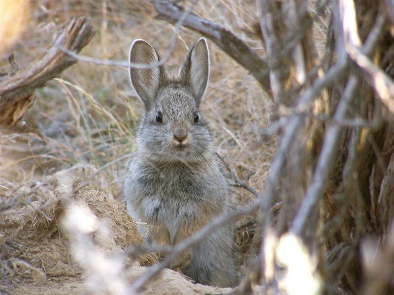 Gray Rabbit in Brush