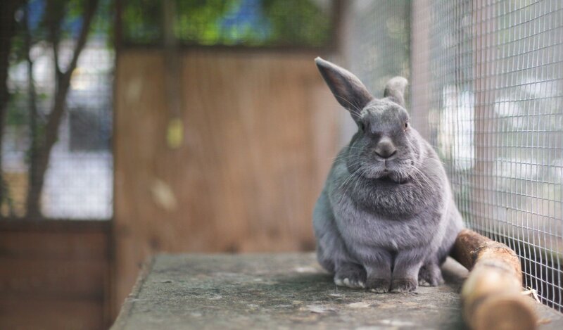 Gray Rabbit in Cage — Calm, Afternoon