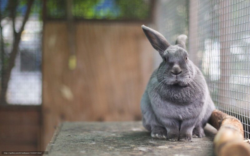 Gray Rabbit in Cage — Calm