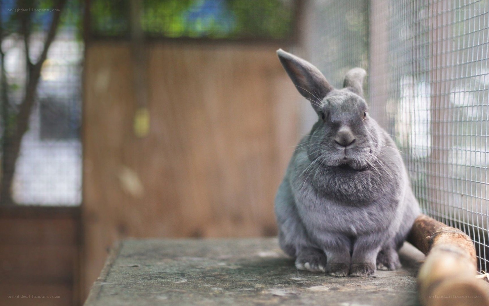 gray rabbit in enclosure