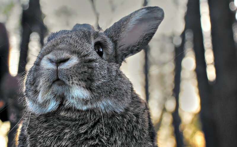 Gray Rabbit in Forest