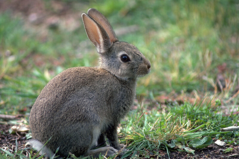 gray rabbit in grass