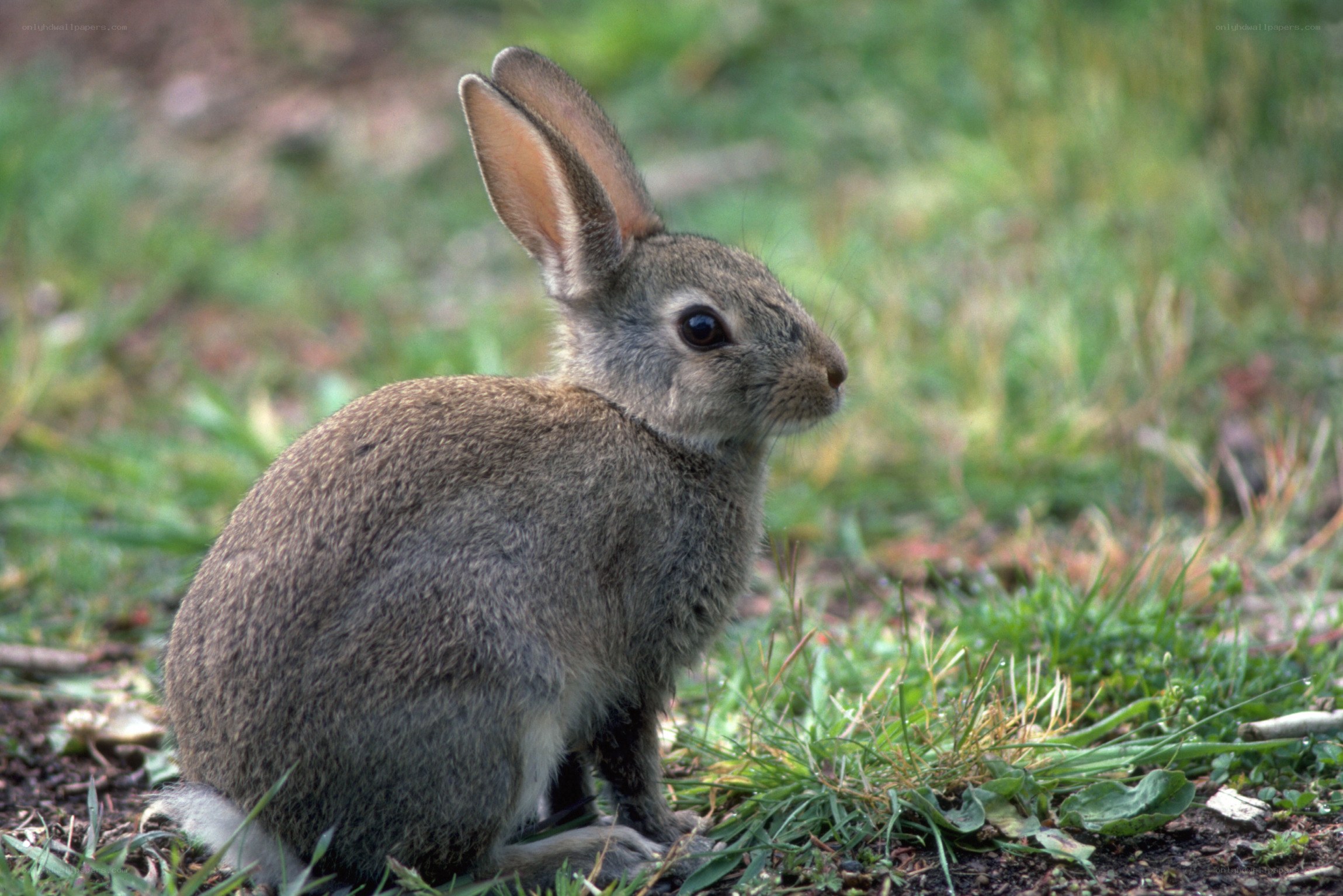 gray rabbit in grass