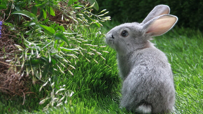 Gray Rabbit in Grass — Calm