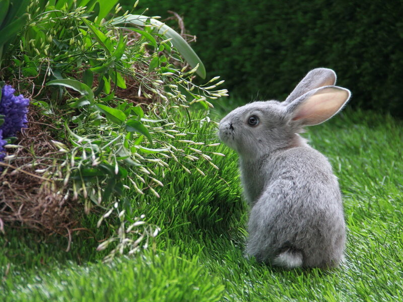 Gray Rabbit in Grass — Green, Calm, Afternoon, Photograph