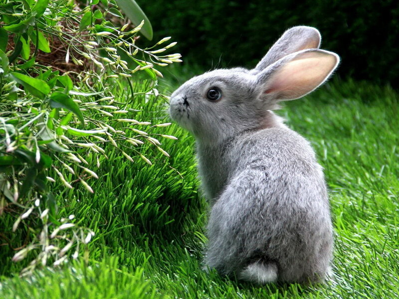 Gray Rabbit in Grass — Green, Calm, Afternoon
