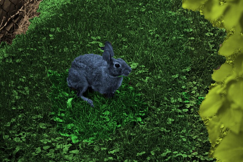 Gray Rabbit in Grass — Green, Calm, Photograph