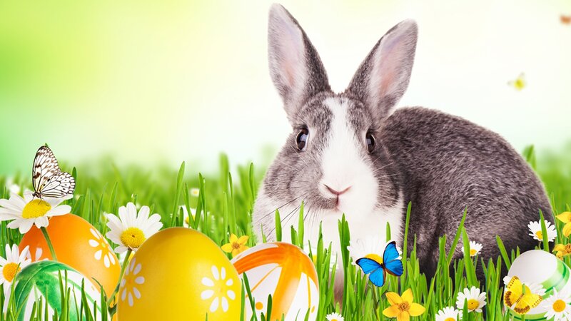 Gray Rabbit in Grass — Green, Cheerful
