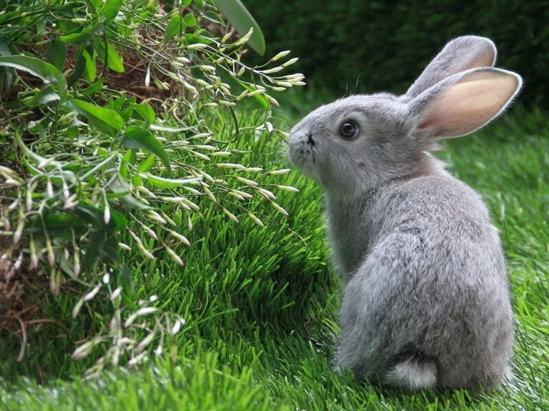 Gray Rabbit in Grass — Green