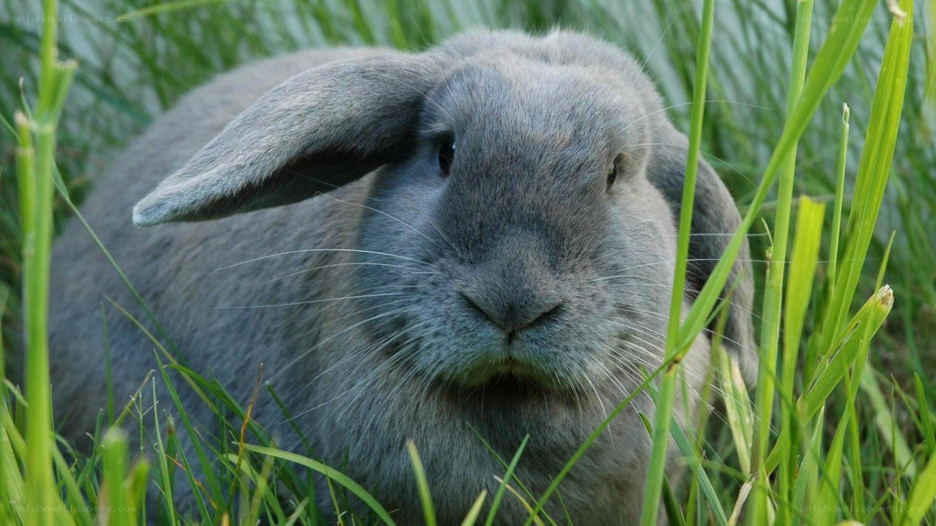gray rabbit in green grass