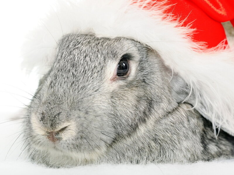 Gray Rabbit in Hat — Calm