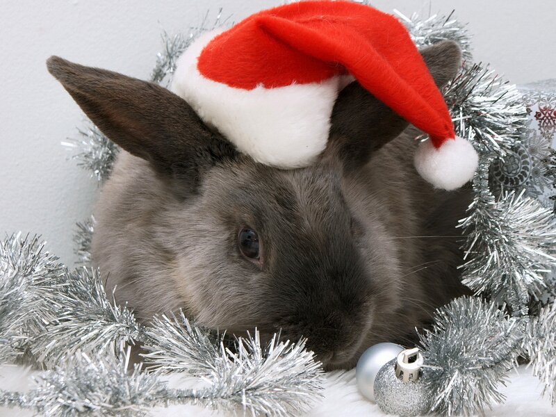 Gray Rabbit in Hat — Festive