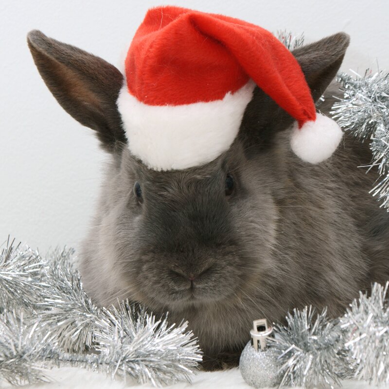 Gray Rabbit in Hat — Festive, Winter