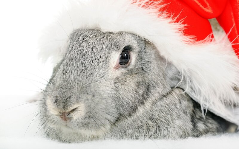 Gray Rabbit in Hat — White