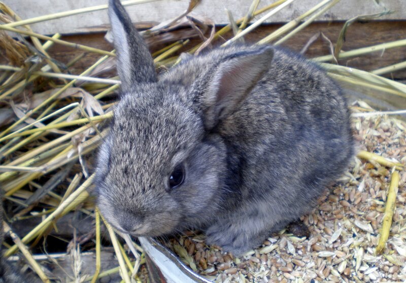 gray rabbit in hay