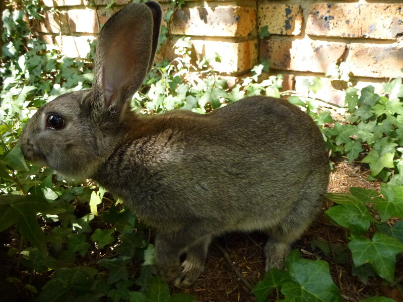 Gray Rabbit in Ivy — Green