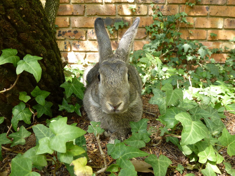 Gray Rabbit in Ivy