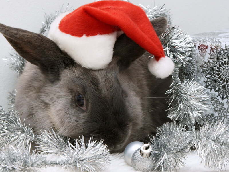 Gray Rabbit in Santa Hat — Festive