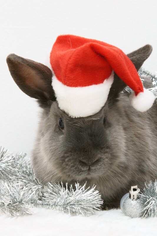 Gray Rabbit in Santa Hat — Festive, Winter