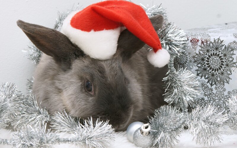 Gray Rabbit in Santa Hat