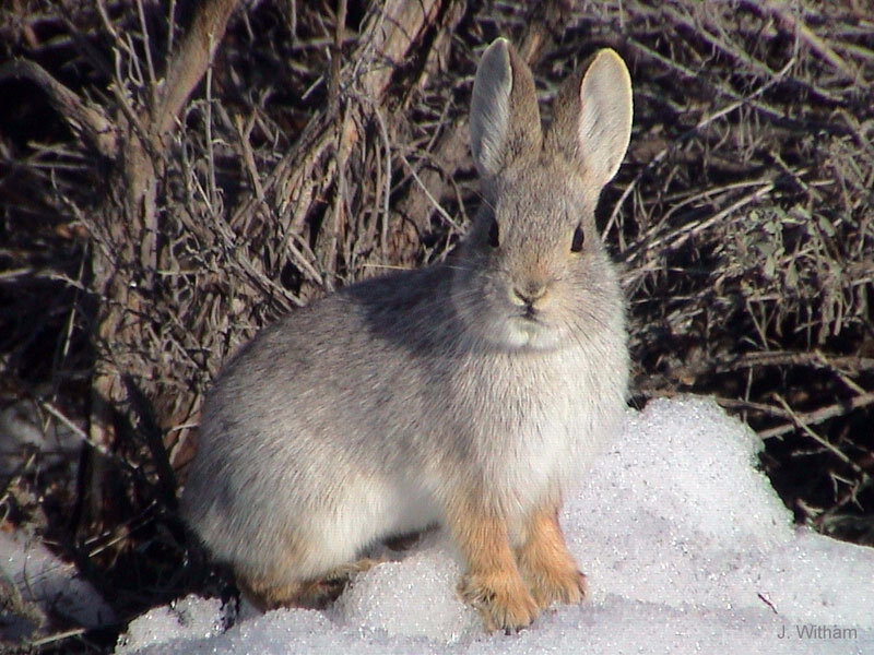 Gray Rabbit in Snow