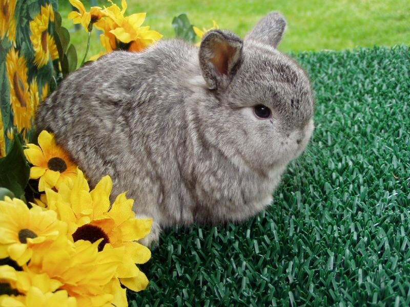 gray rabbit near sunflowers