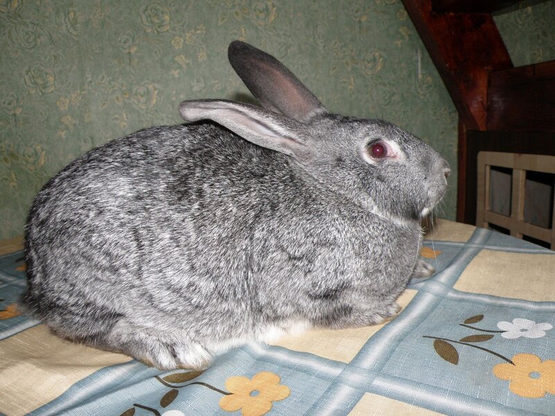 gray rabbit on a blanket