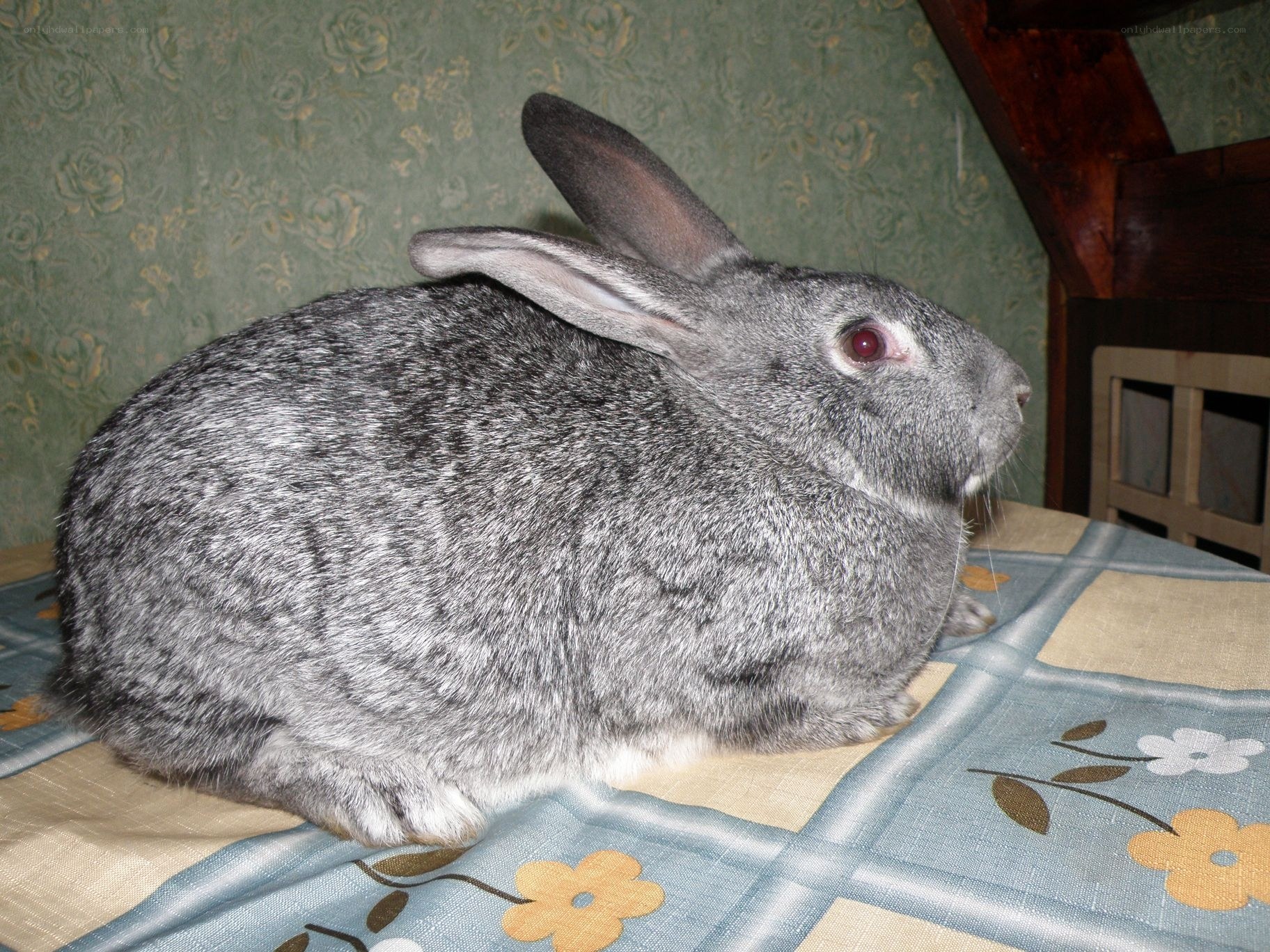 gray rabbit on a blanket