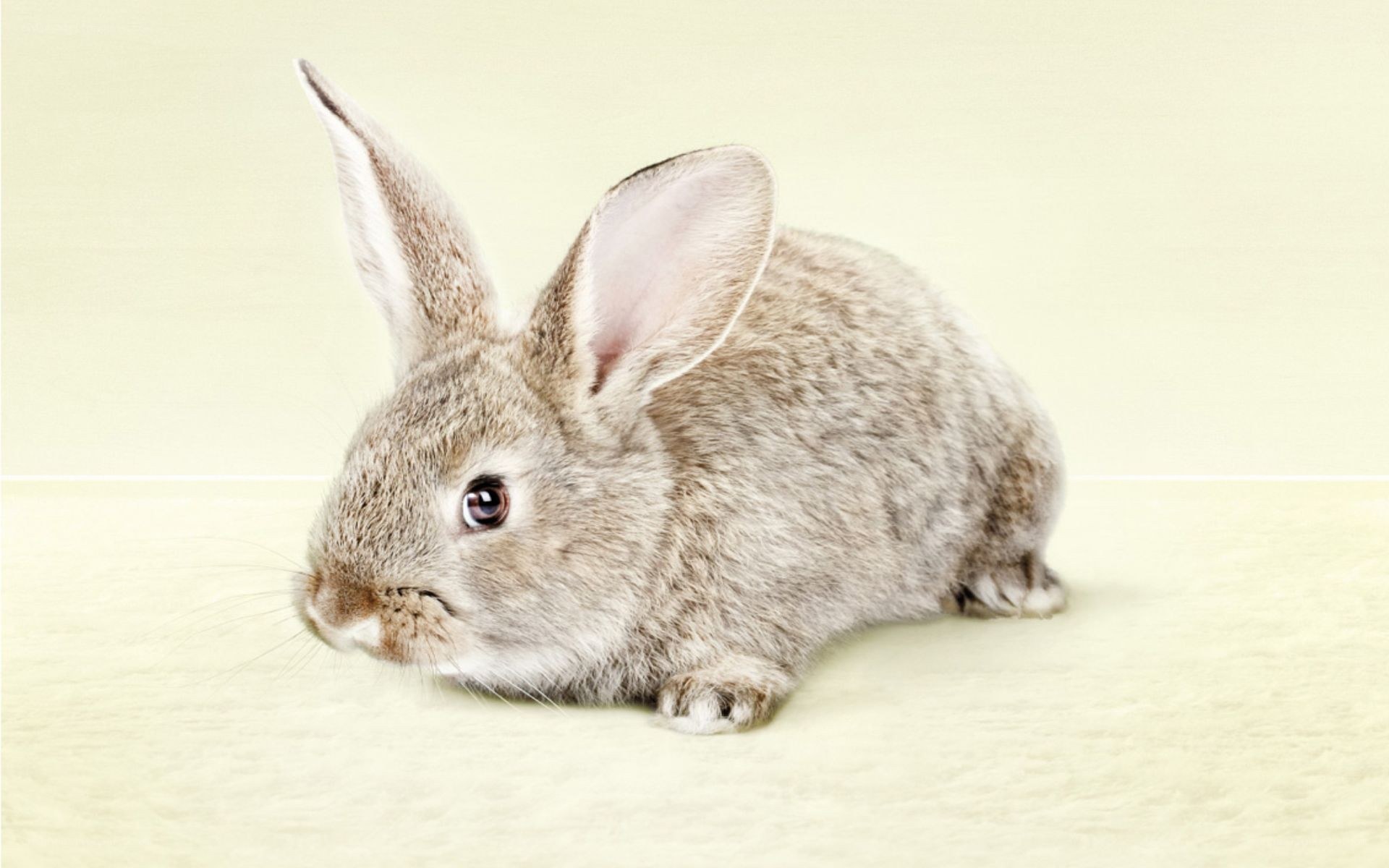gray rabbit on beige surface