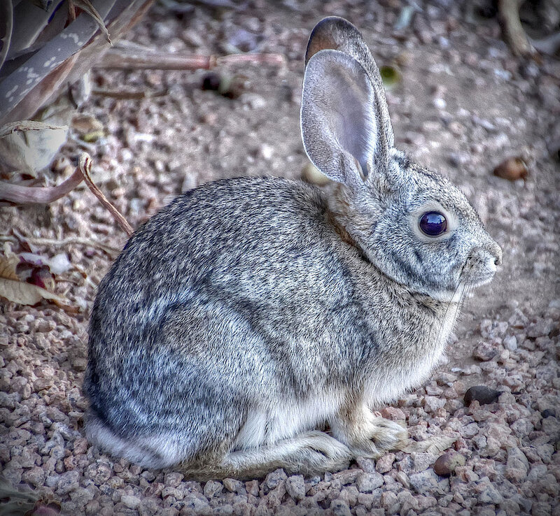 Gray Rabbit on Gravel