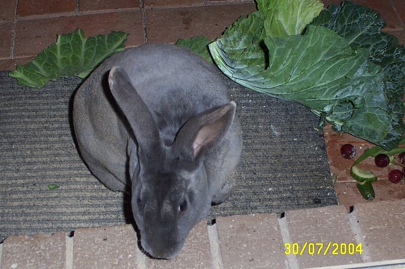 Gray Rabbit on Mat