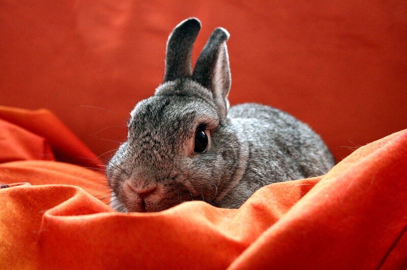 Gray Rabbit on Orange Fabric