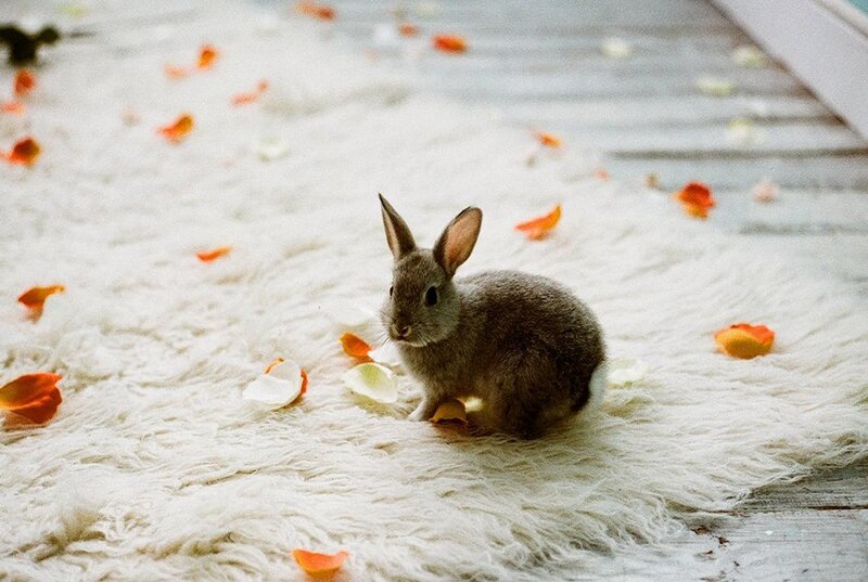Gray Rabbit on Rug