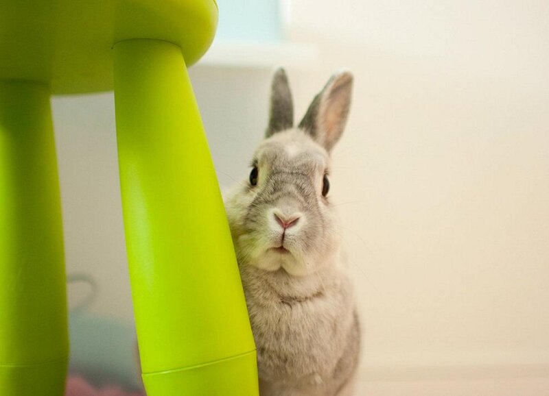 Gray Rabbit Peeking
