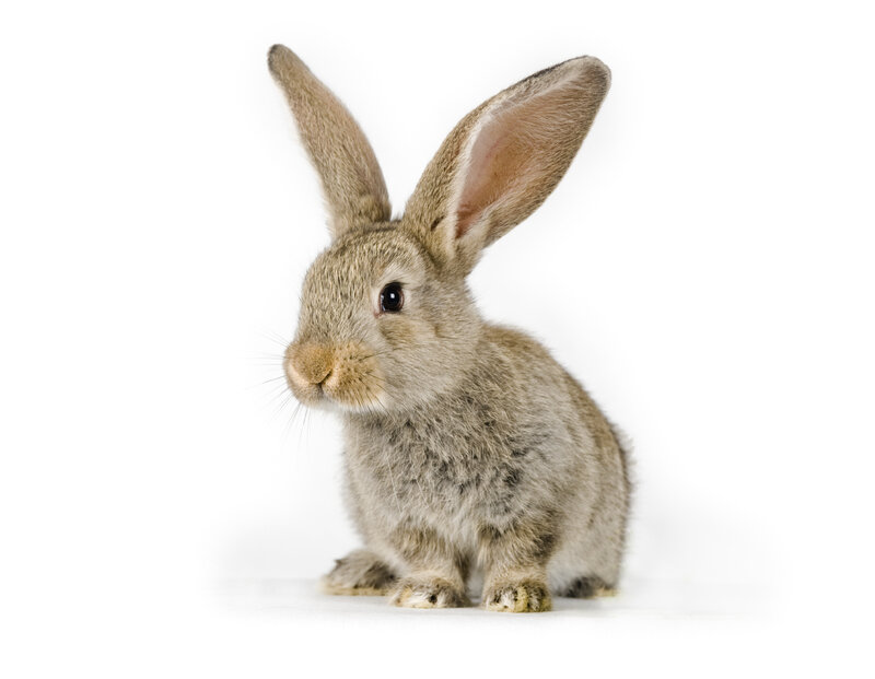 Gray Rabbit Sitting