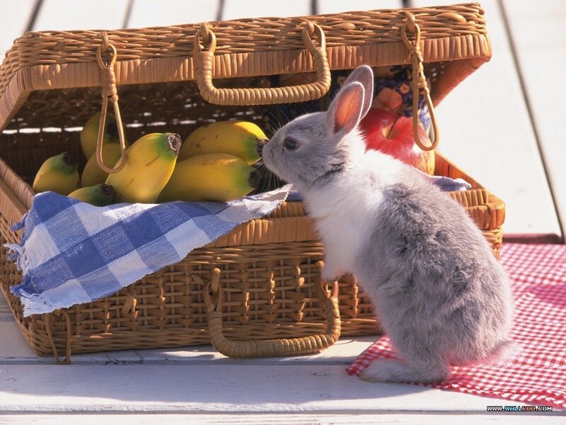 Gray Rabbit Sniffing Basket