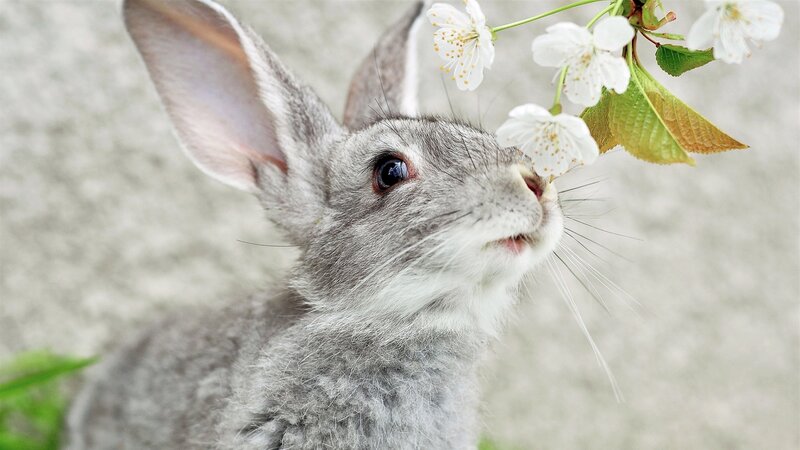 Gray Rabbit Sniffing Flowers — Calm, Spring, Photograph, Leaves