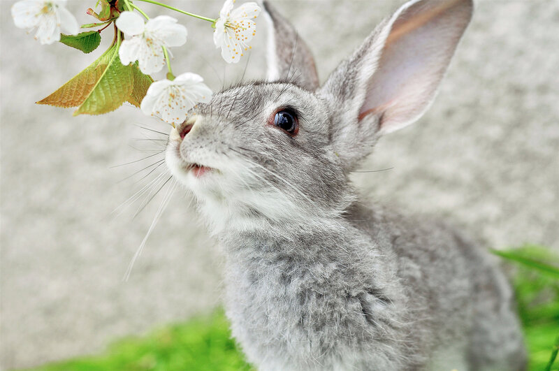 Gray Rabbit Sniffing Flowers — Calm, Spring, Photograph